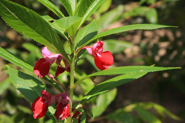 Flower Closeup