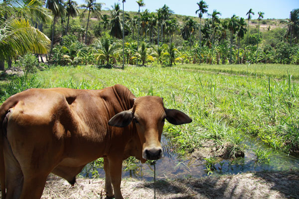 Cow Hangin