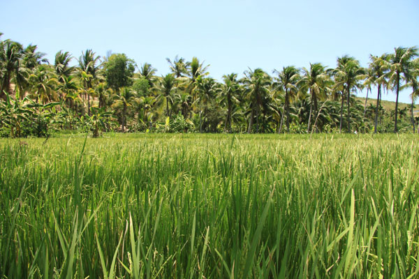 Rice Field